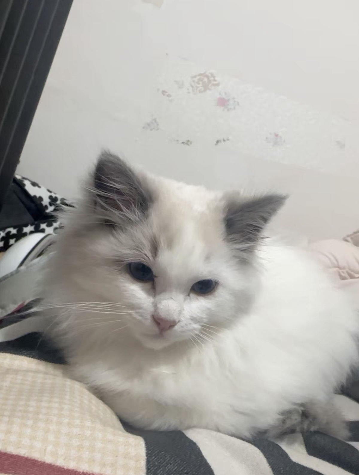 布偶猫妹妹 3个月 疫苗三针全部打完 性格好